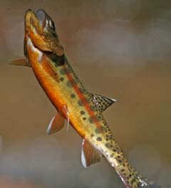 Golden Trout