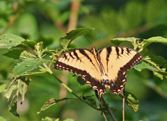 Swallowtail Butterfly