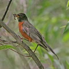 American Robin