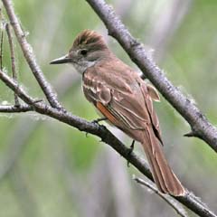 Ash-Throated Flycatcher