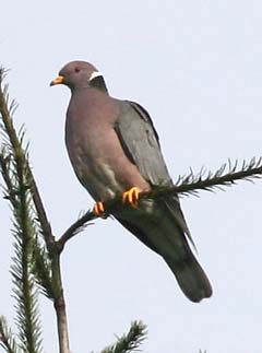 Band-Tailed Pigeon