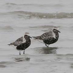 Black-Bellied Plover