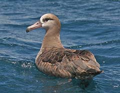 Black-footed Albatross