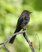 Black Phoebe