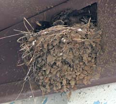 Black Phoebe's Nest