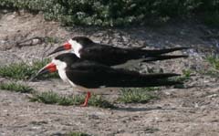 Black Skimmer