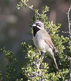 Black-Throated Sparrow