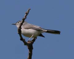 Blue-Gray Gnatcatcher