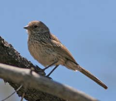 Brewer's Sparrow