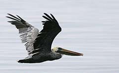 Brown Pelican