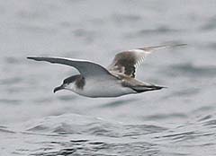 Buller\'s Shearwater