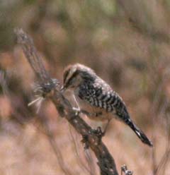 Cactus Wren