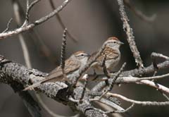 Chipping Sparrow