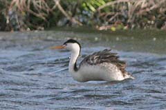 Clark's Grebe