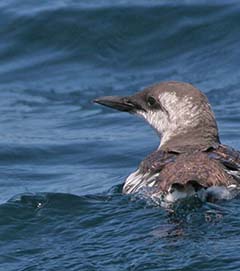 Common Murre