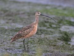 Long-Billed Curlew