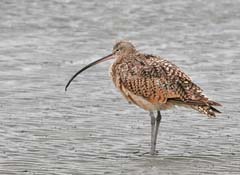 Long-Billed Curlew