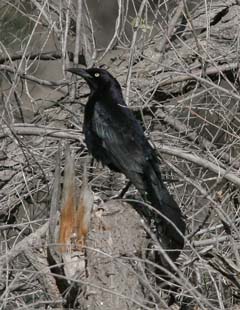 Great-Tailed Grackle