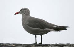 Heerman's Gull
