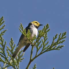 Hermit Warbler