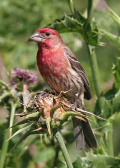 House Finch