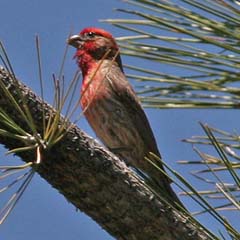 House Finch