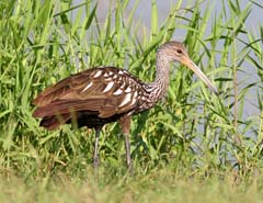Limpkin