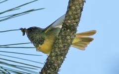 MacGillivray's Warbler