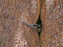 Mountain Chickadee