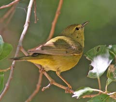 Orange-Crowned Warbler