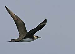 Parasitic Jaeger