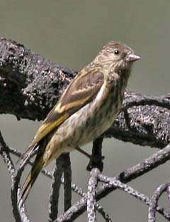 Pine Siskin