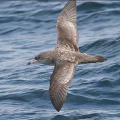Pink-footed Shearwater