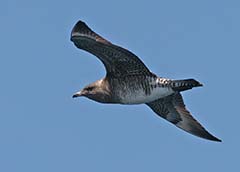 Pomarine Jaeger