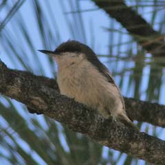 Pygmy Nuthatch