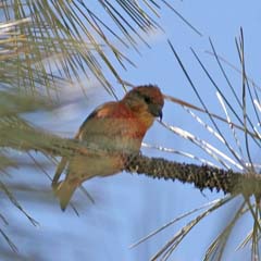 Red Crossbill