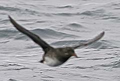Rhinoceros Auklet