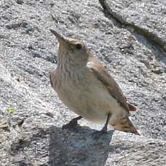 Rock Wren