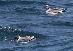 Sabine\'s Gull