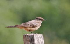 Say's Phoebe