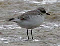 Snowy Plover