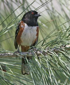 Spotted Towhee