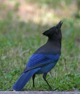 Steller's Jay