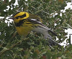Townsend\'sWarbler