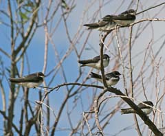 Tree Swallow