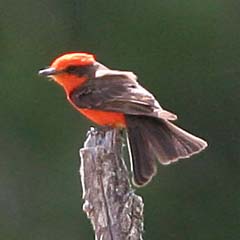 Vermilion Flycatcher