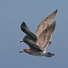 Western Gull
