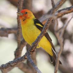 Western Tanager