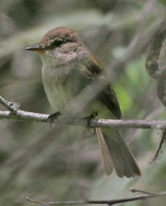 Willow Flycatcher