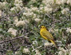 Yellow Warbler